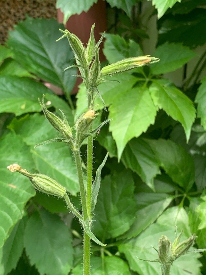 Ruellia ciliatiflora — search result for 'Ruellia'