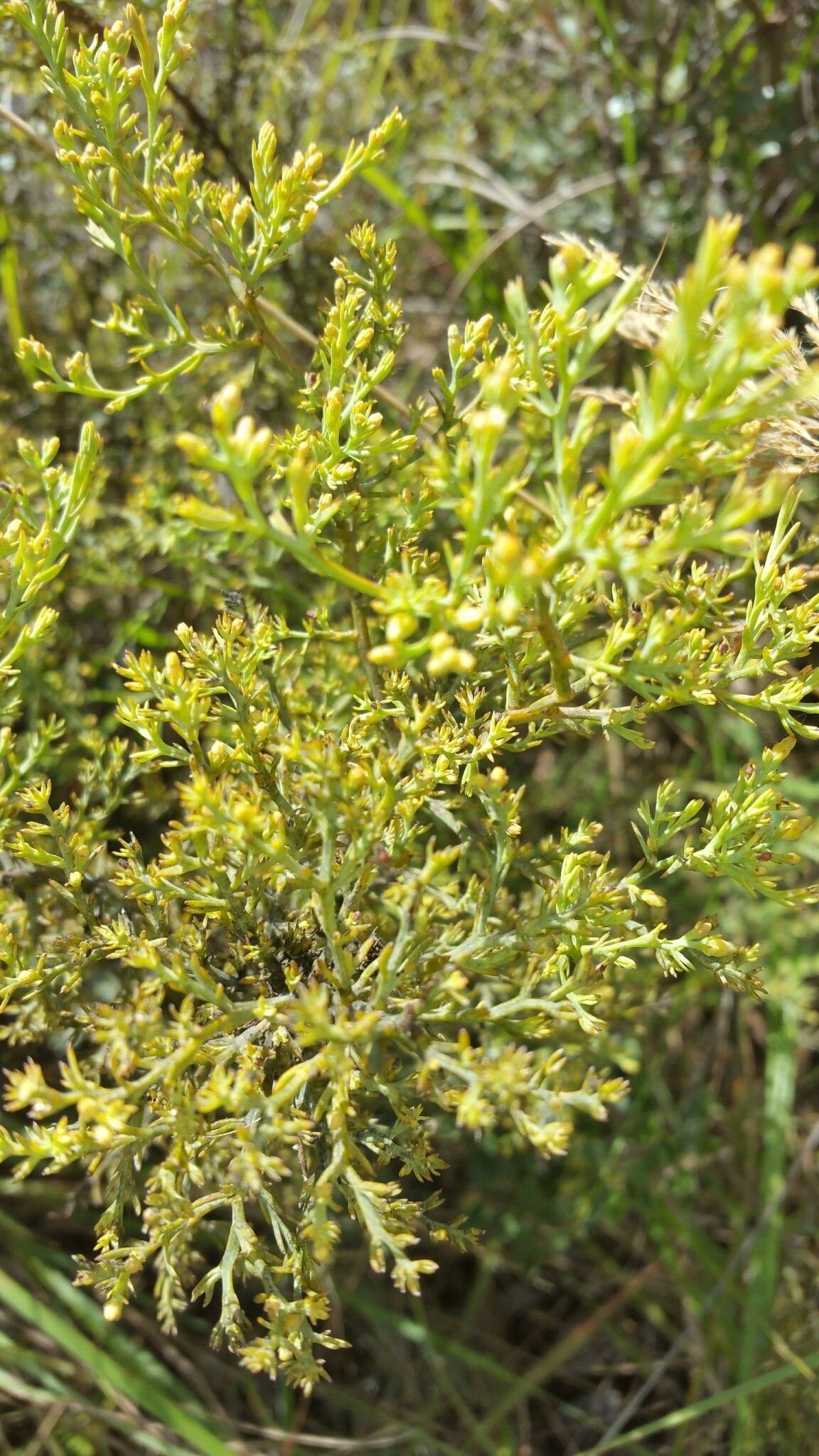 Thesium perrieri — search result for 'Thesium'