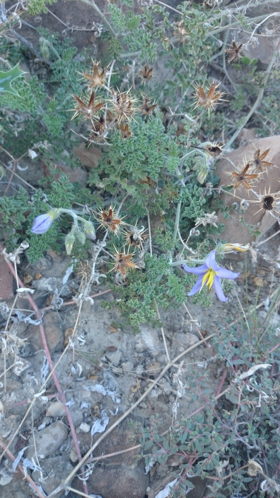 Solanum tenuipes flower