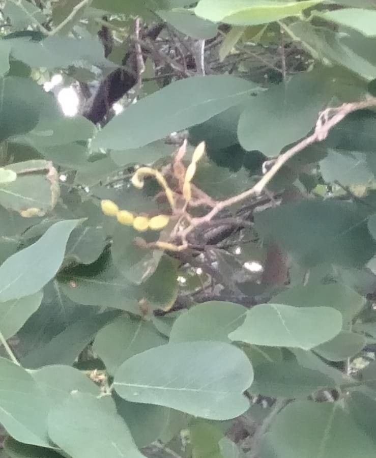 Derris trifoliata fruit