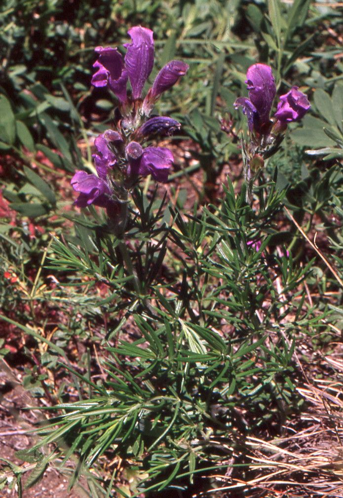 Dracocephalum austriacum habit