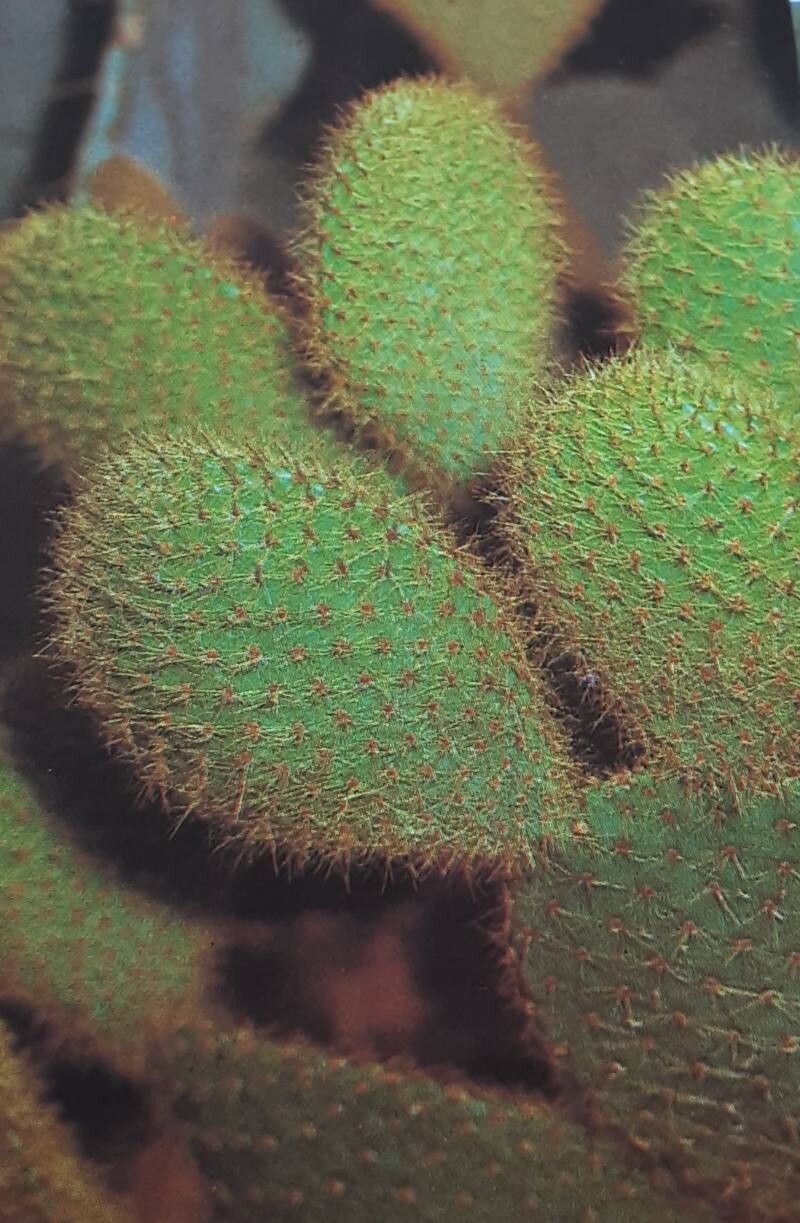 Opuntia scheeri — houseplant care guide