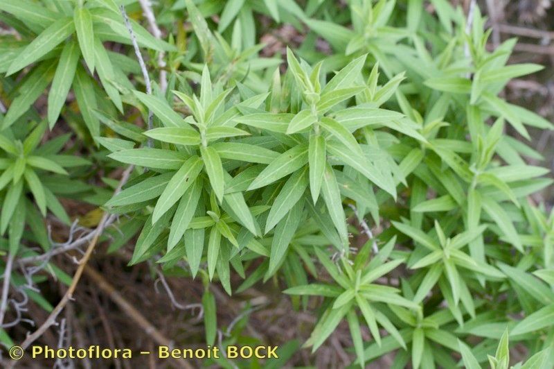 Convolvulus perraudieri habit