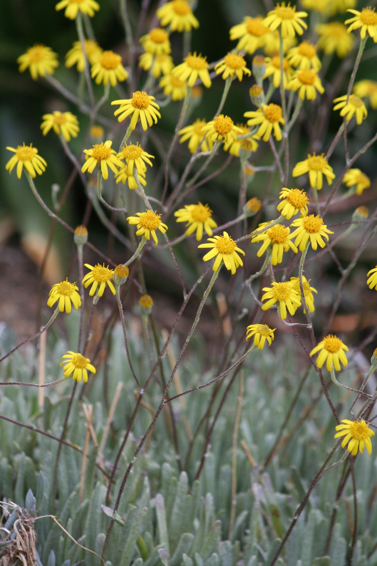 Senecio scaposus flower
