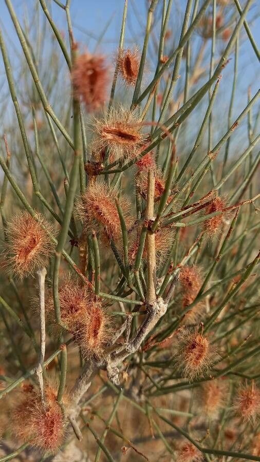 Calligonum comosum fruit