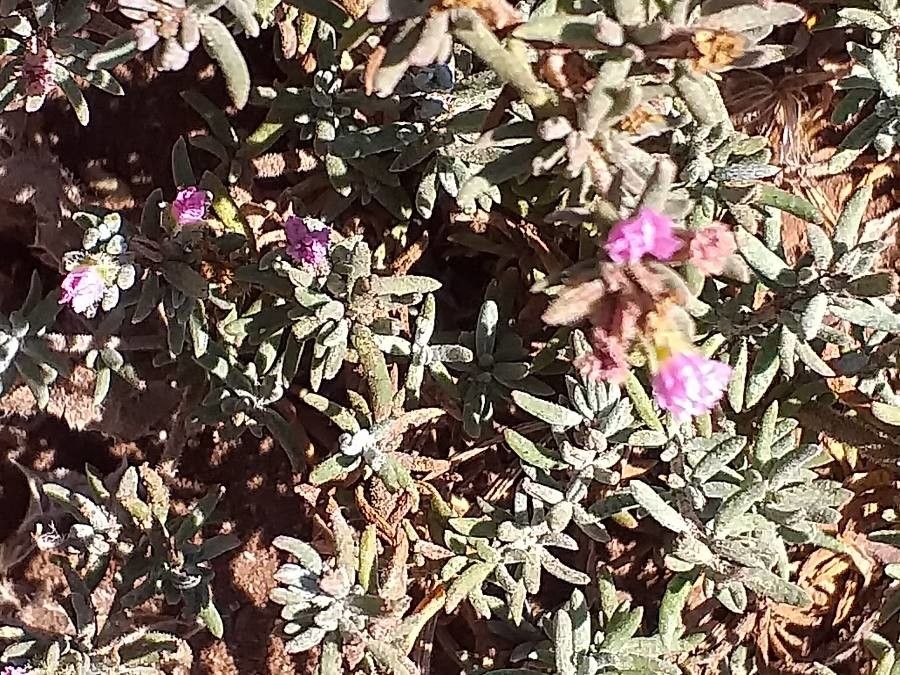 Frankenia capitata habit