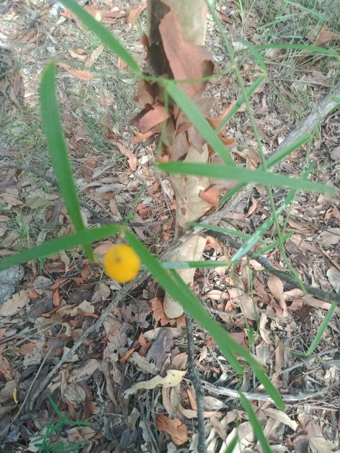 Eustrephus latifolius fruit