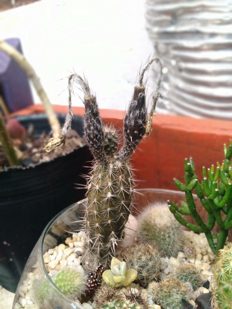 Setiechinopsis mirabilis — search result for 'Mirabilis'