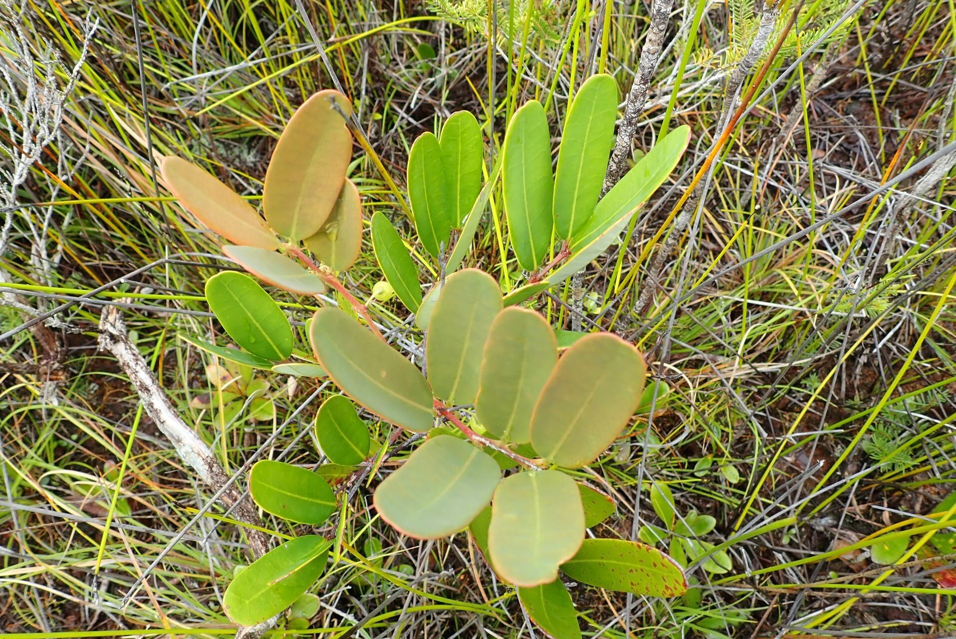 Phyllanthus castus — houseplant care guide