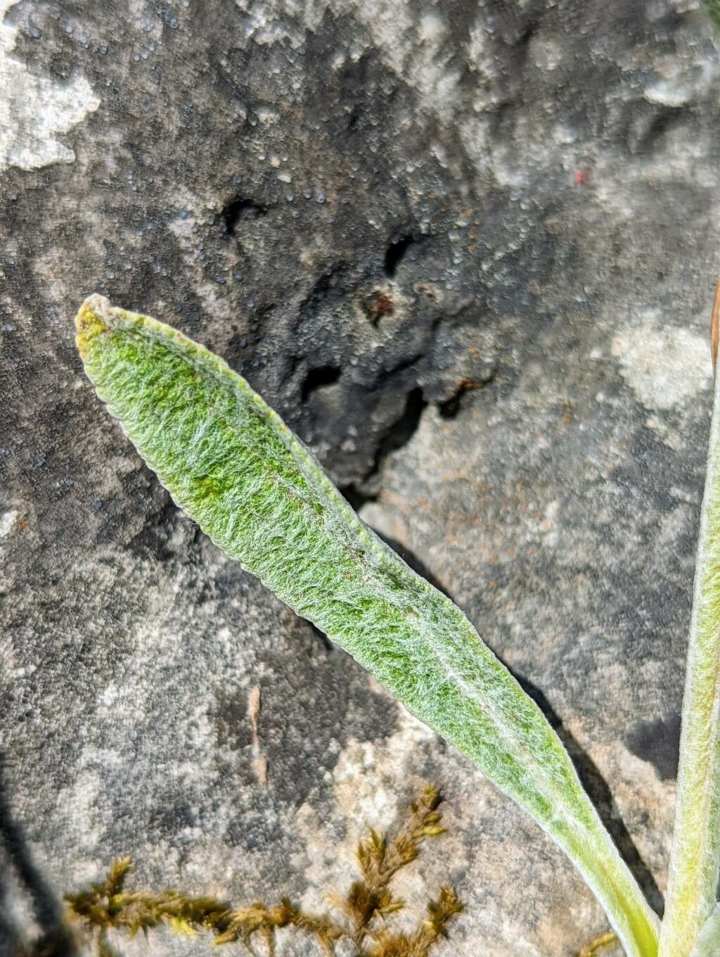 Sideritis syriaca leaf