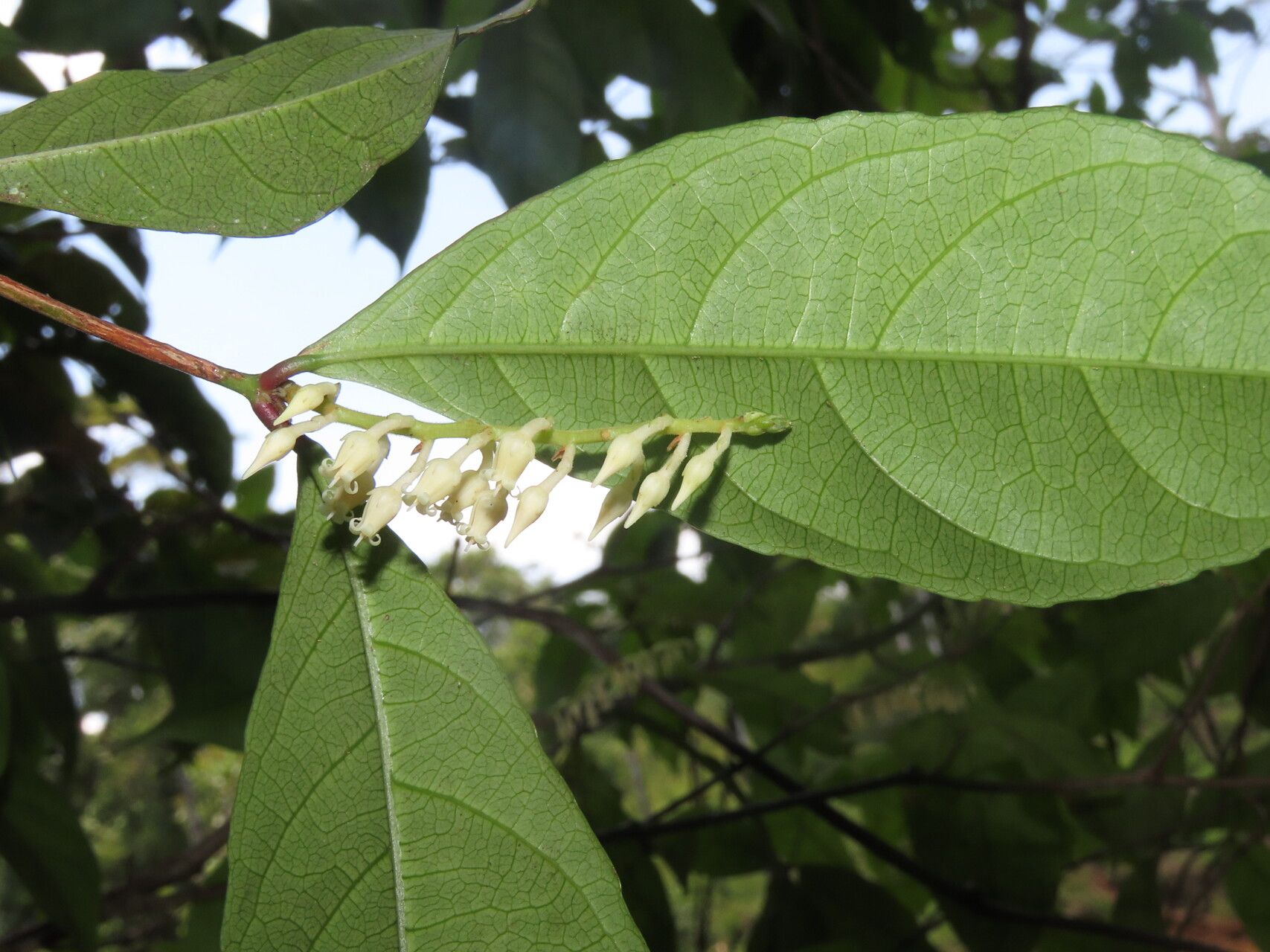 Rinorea hummelii — houseplant care guide