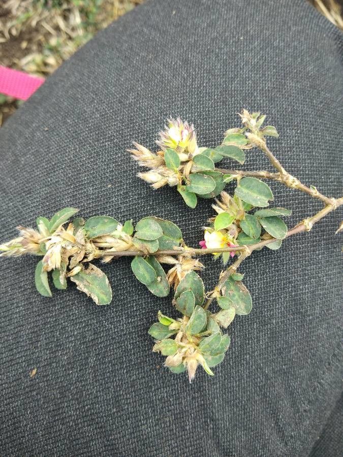 Alysicarpus vaginalis leaf