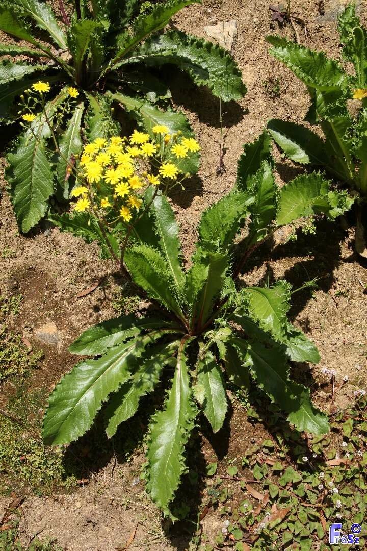 Leontodon rigens habit