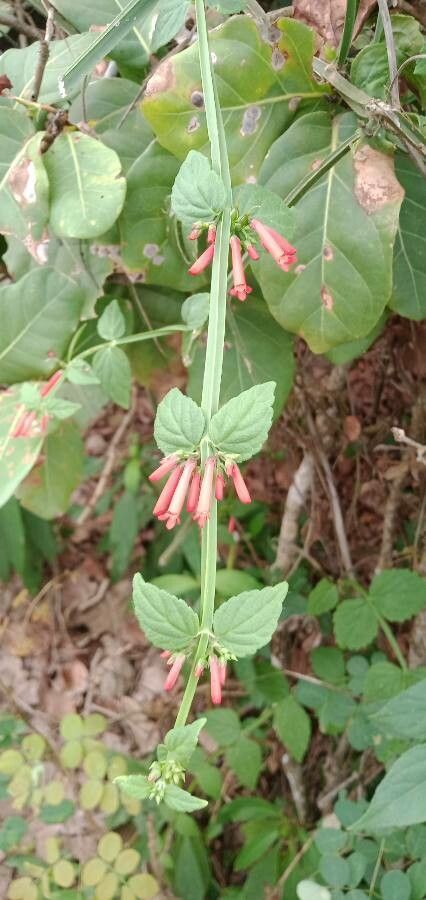 Stachys coccinea — search result for 'Stachys'