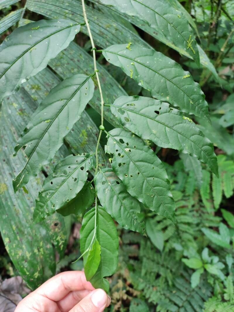 Cestrum fragile — search result for 'Cestrum'