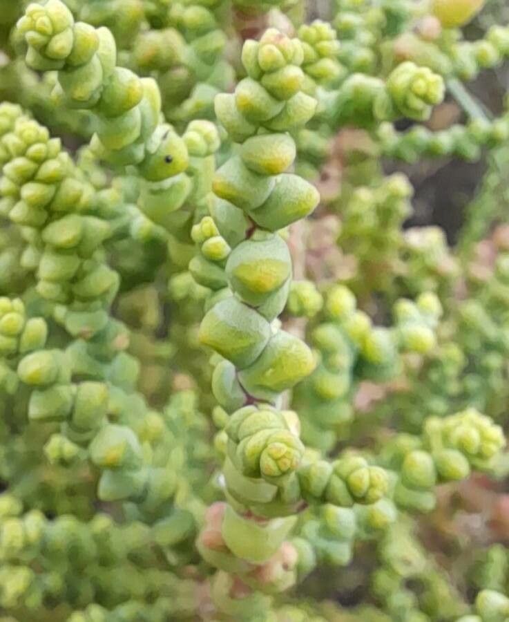 Allenrolfea patagonica — related species from the same genus
