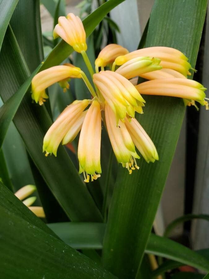 Clivia gardenii flower