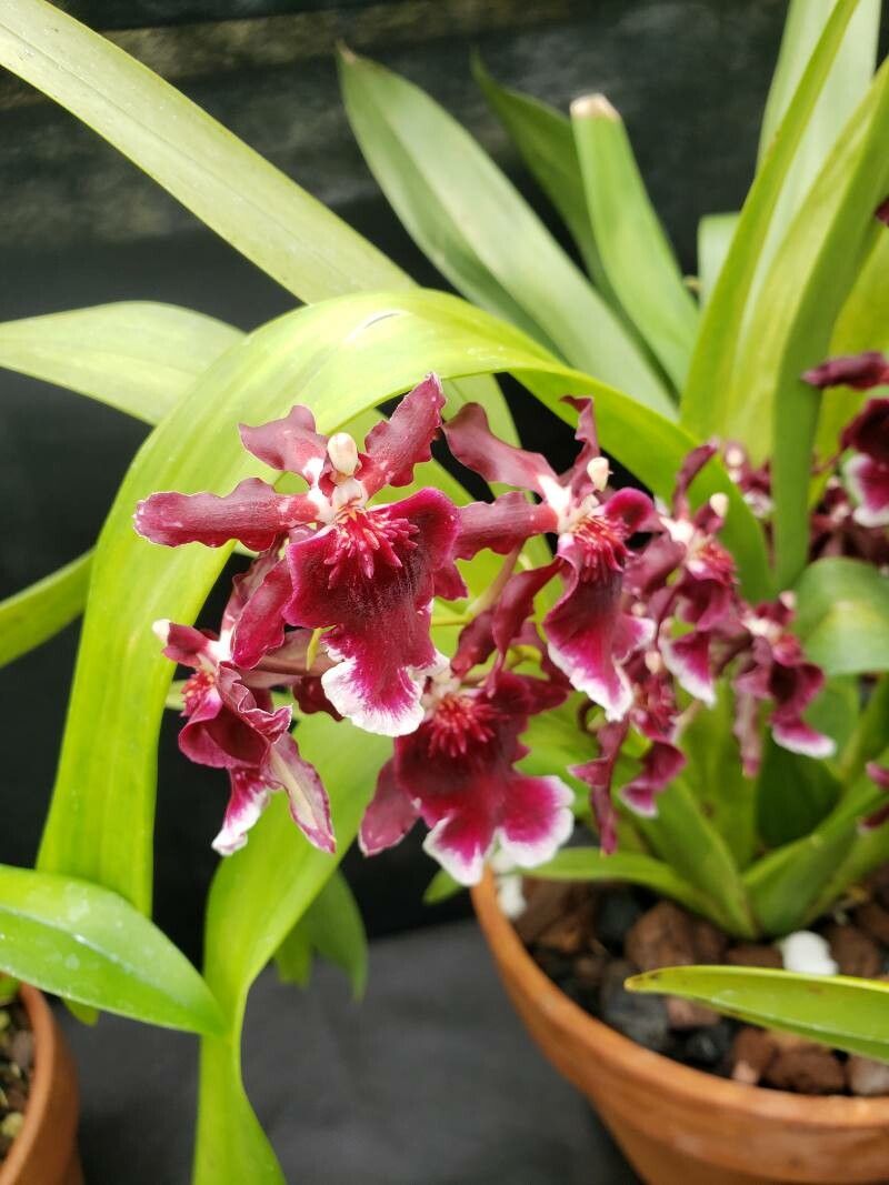 Oncidium schroederianum — search result for 'Oncidium'