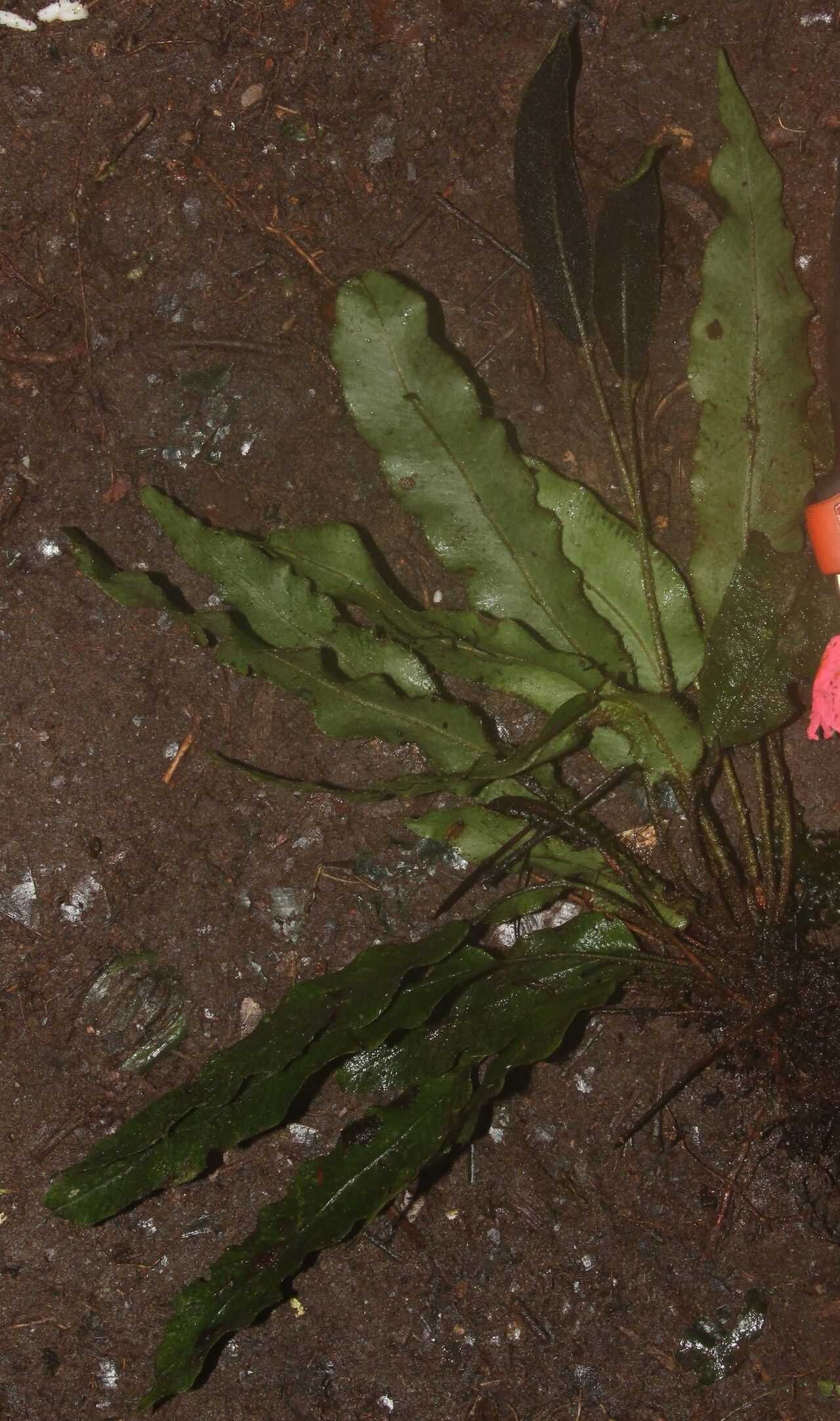 Elaphoglossum cinnamomeum habit