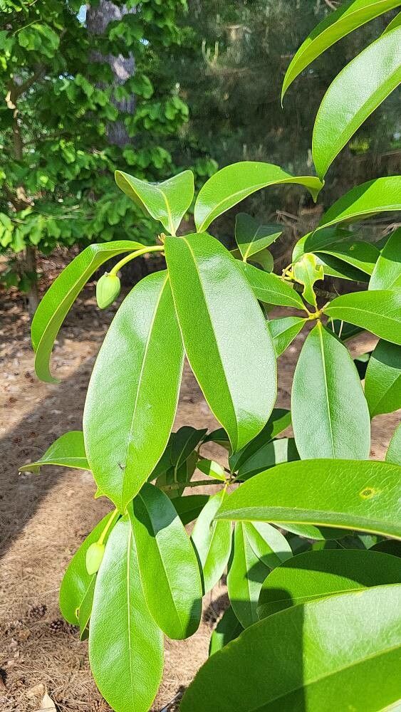 Magnolia conifera — search result for 'Magnolia'