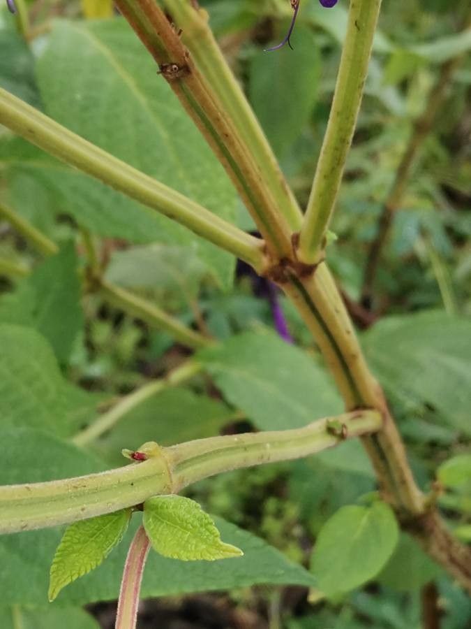 Salvia confertiflora bark