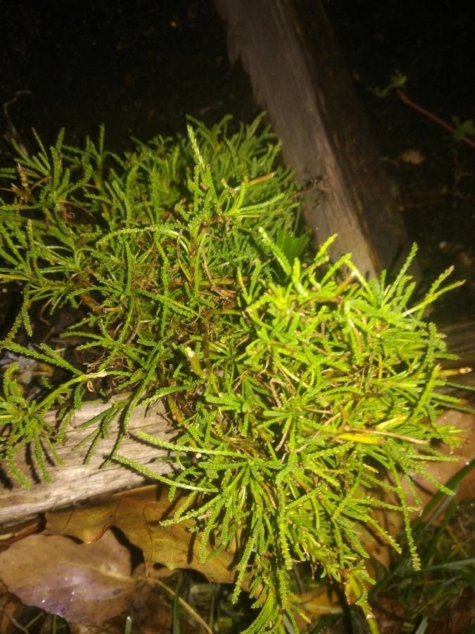 Santolina virens habit