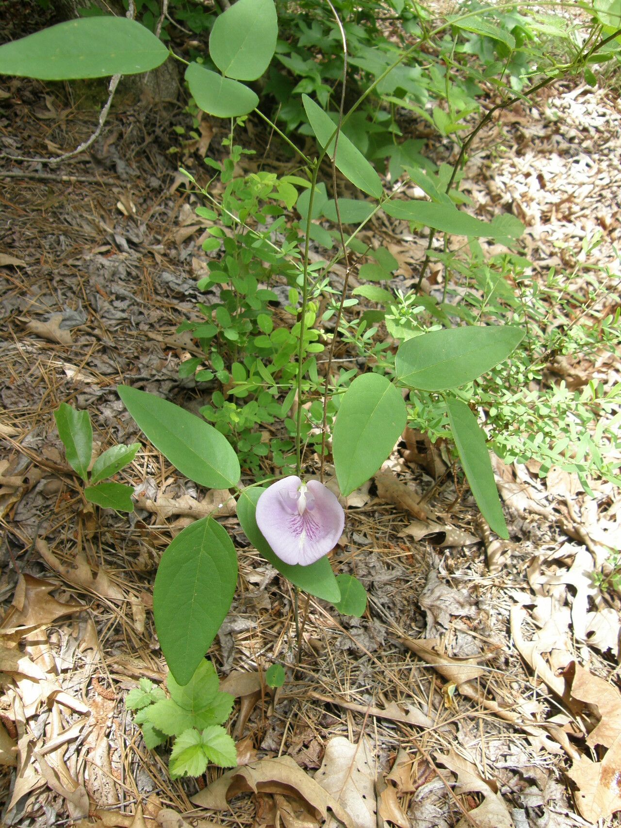 Clitoria mariana habit