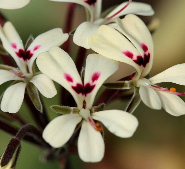 Pelargonium vinaceum flower