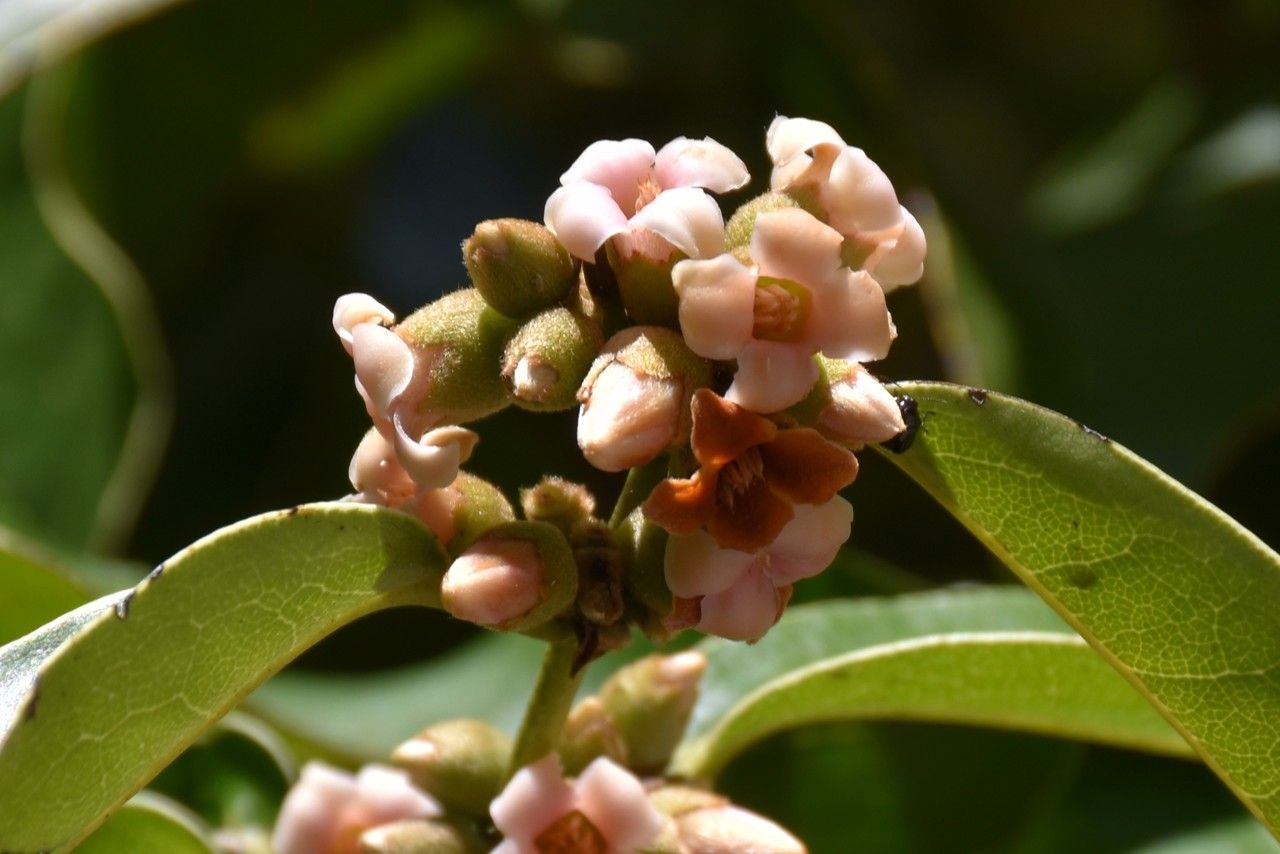 Diospyros tessellaria flower