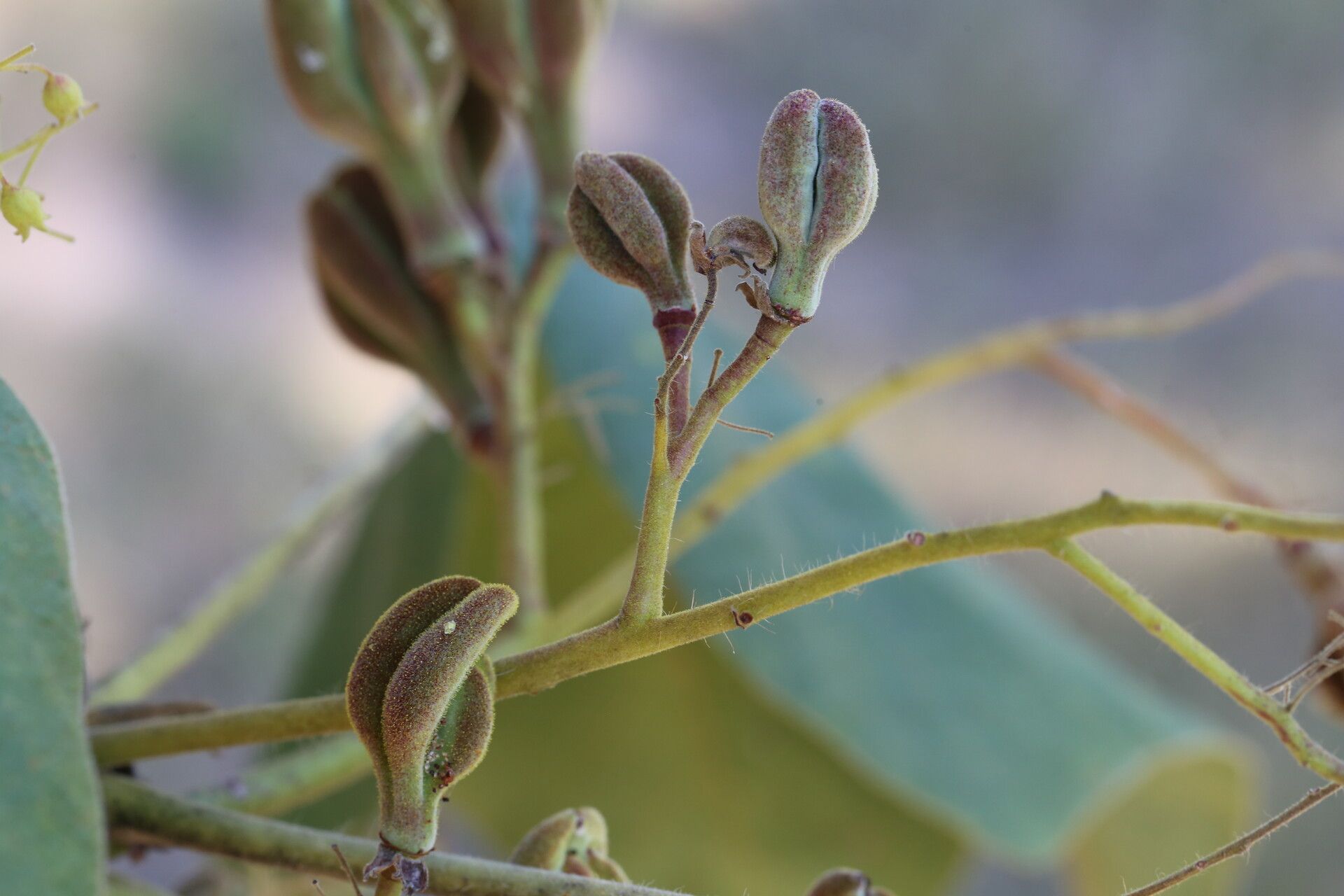 Sterculia quinqueloba fruit