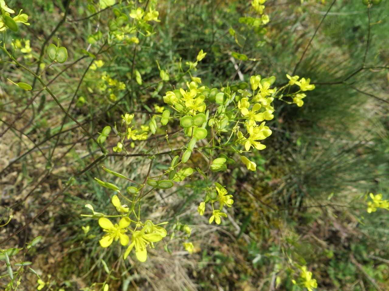 Biscutella coronopifolia flower