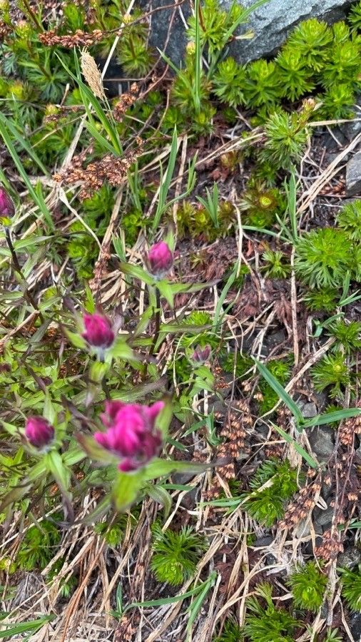 Castilleja parviflora flower
