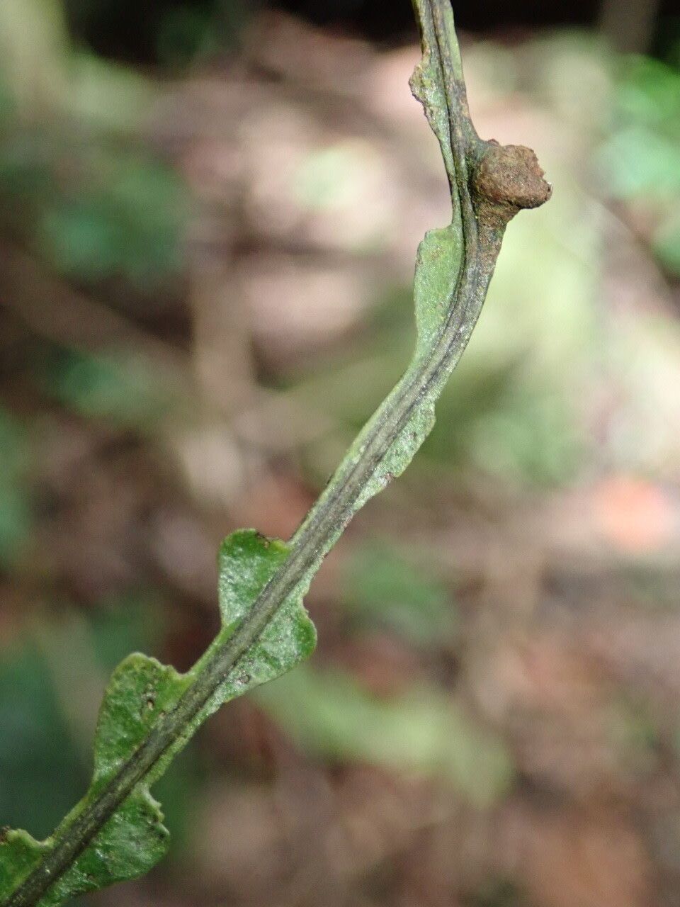 Bolbitis bipinnatifida bark