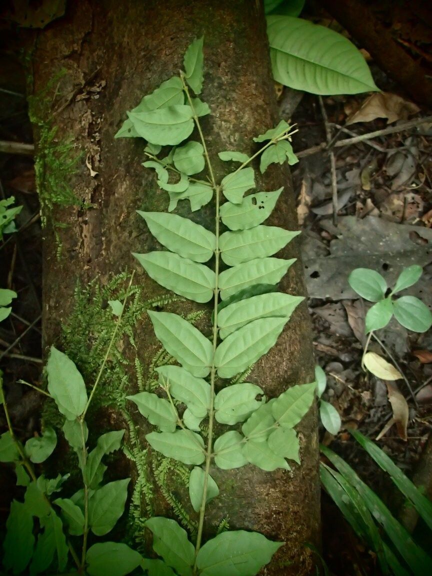 Strychnos malacoclados — houseplant care guide