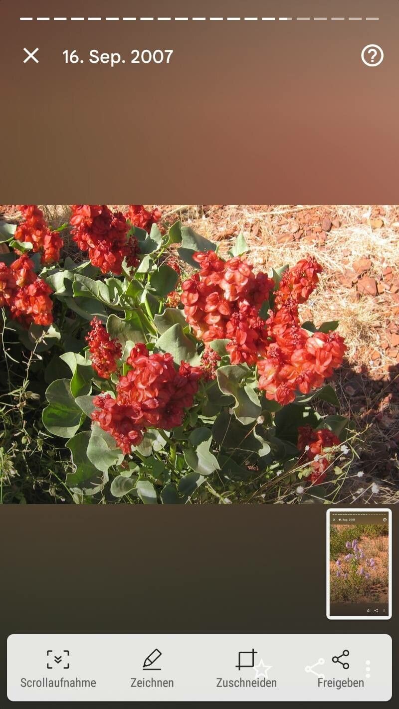 Rumex venosus — search result for 'Hydrangea'