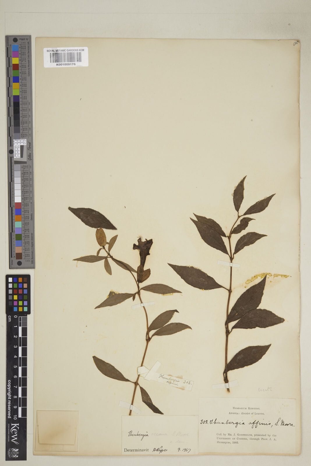 Thunbergia recasa — search result for 'Thunbergia'