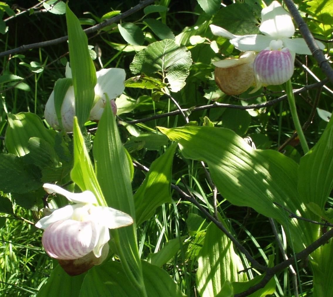 Cypripedium reginae habit