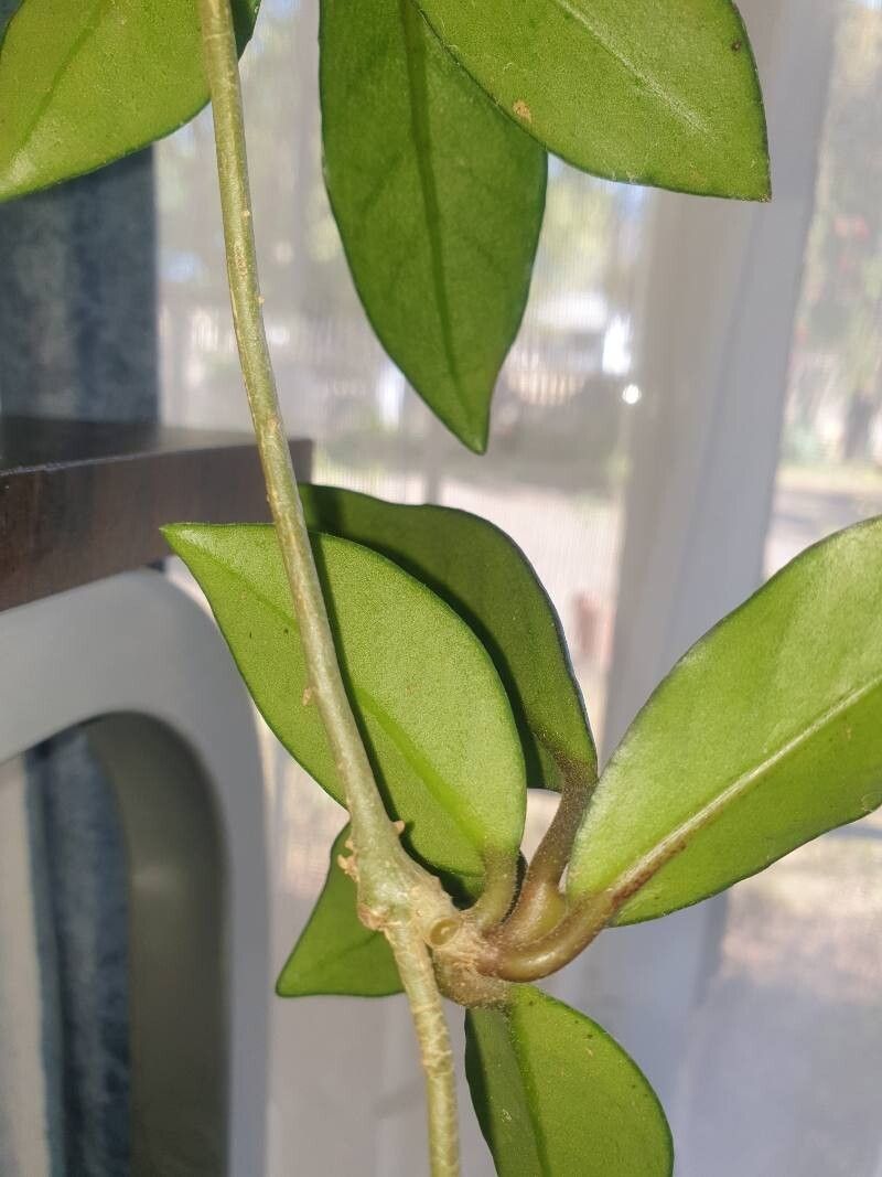 Hoya diptera bark