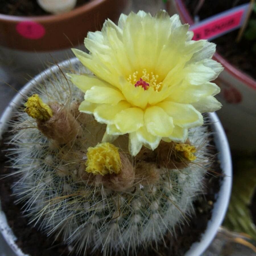 Mammillaria baumii flower