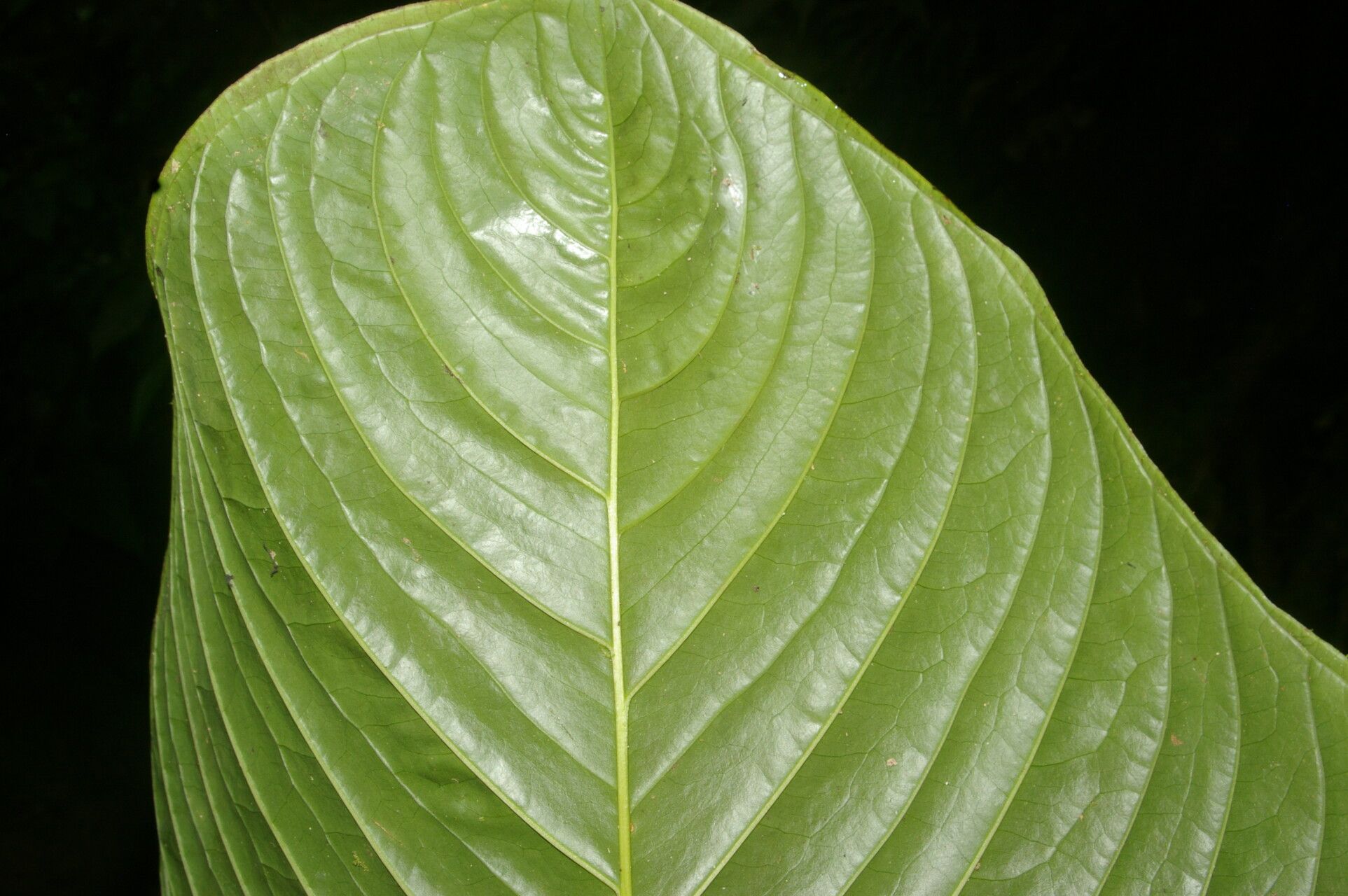 Anthurium propinquum — houseplant care guide