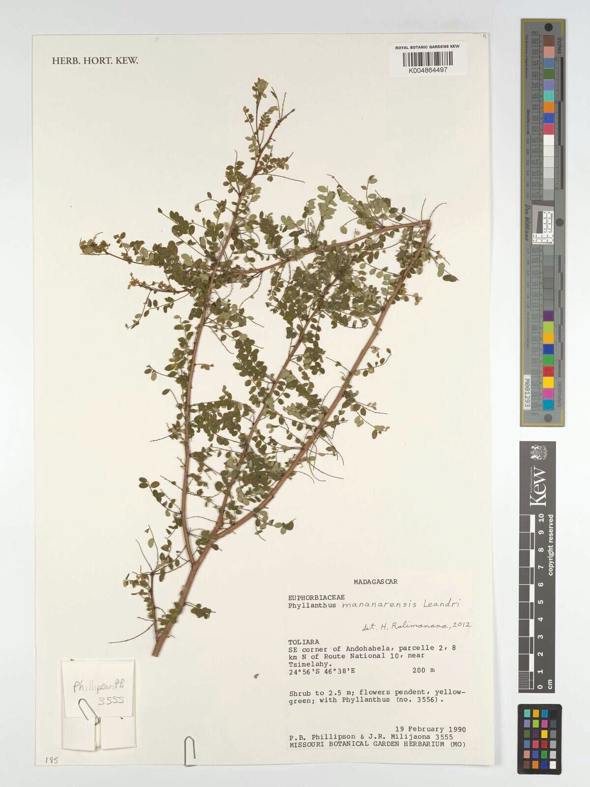 Phyllanthus mananarensis — houseplant care guide