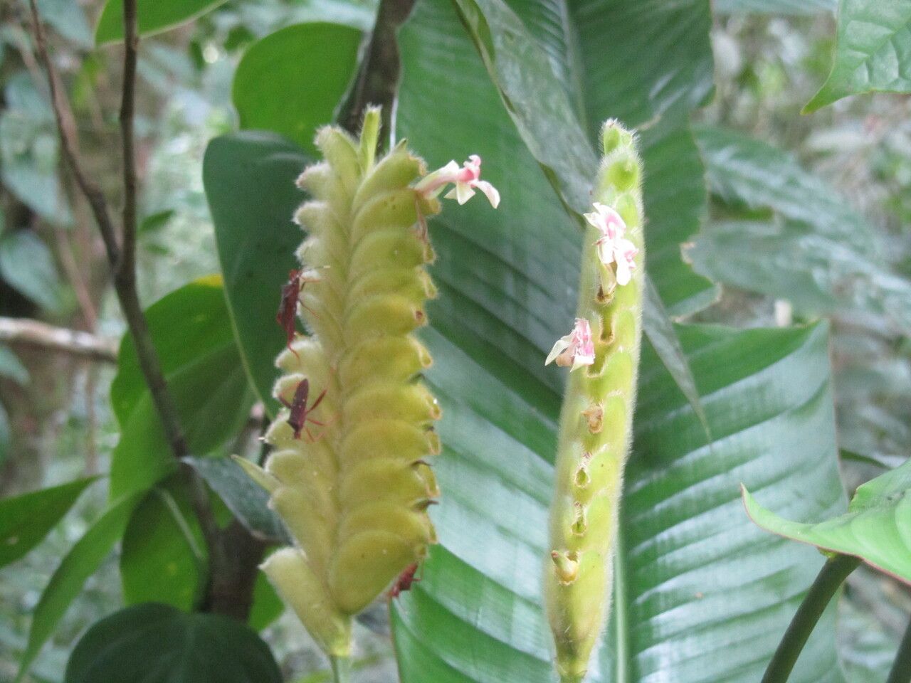 Calathea lasiostachya flower
