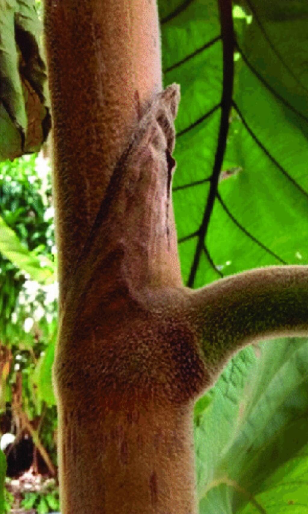 Coccoloba gigantifolia bark