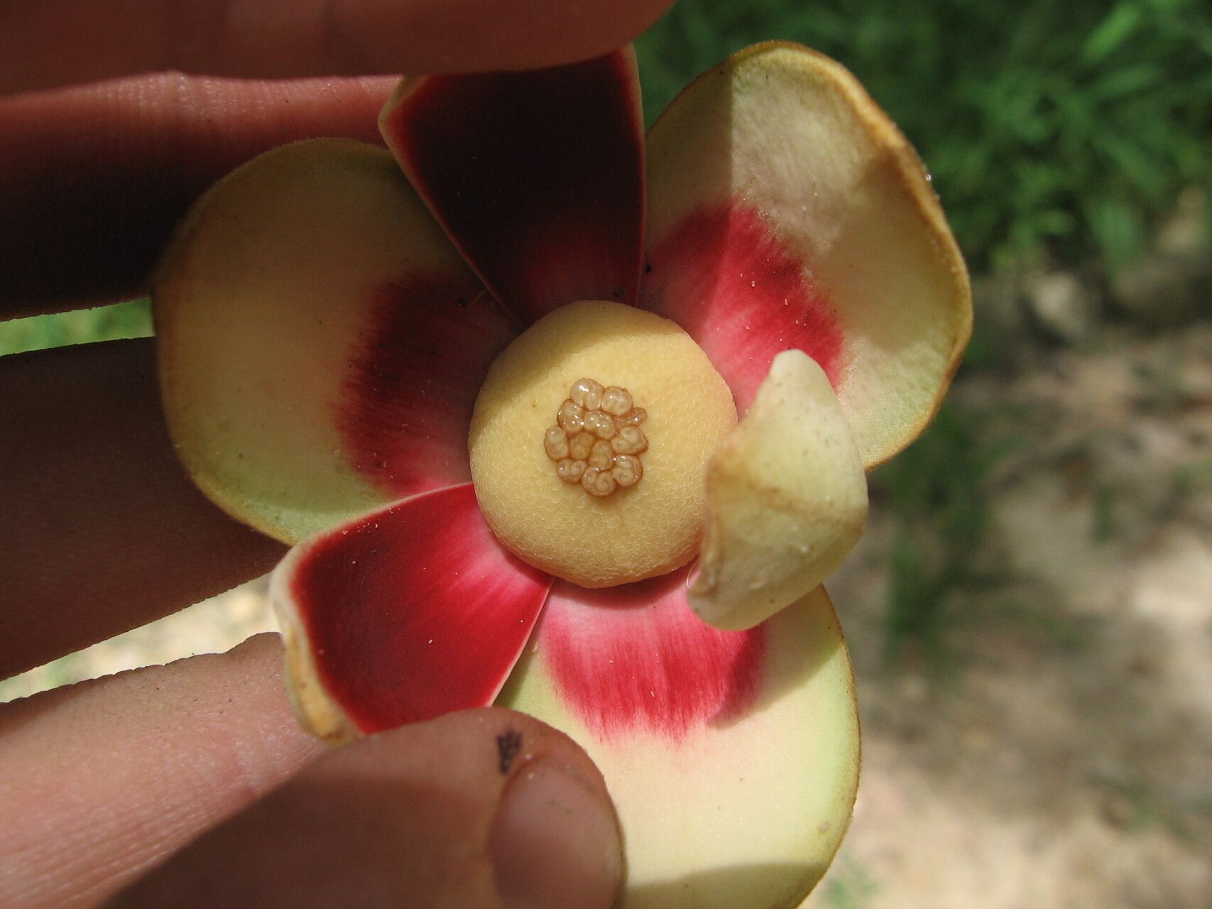 Uvariodendron kirkii flower
