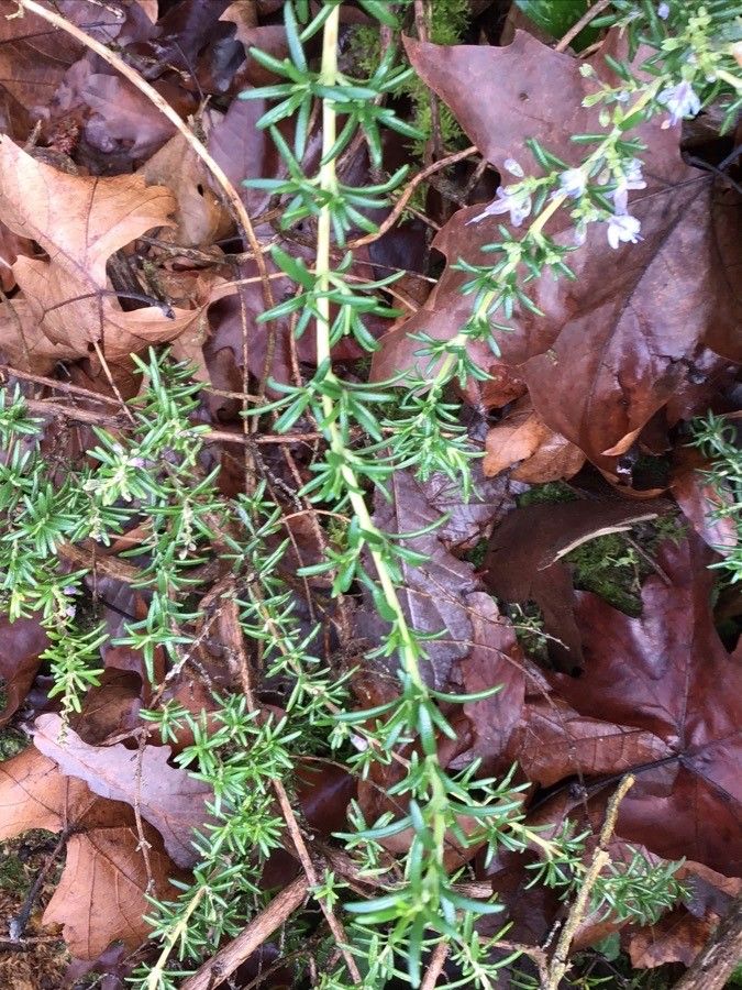 Rosmarinus × lavandulaceus leaf