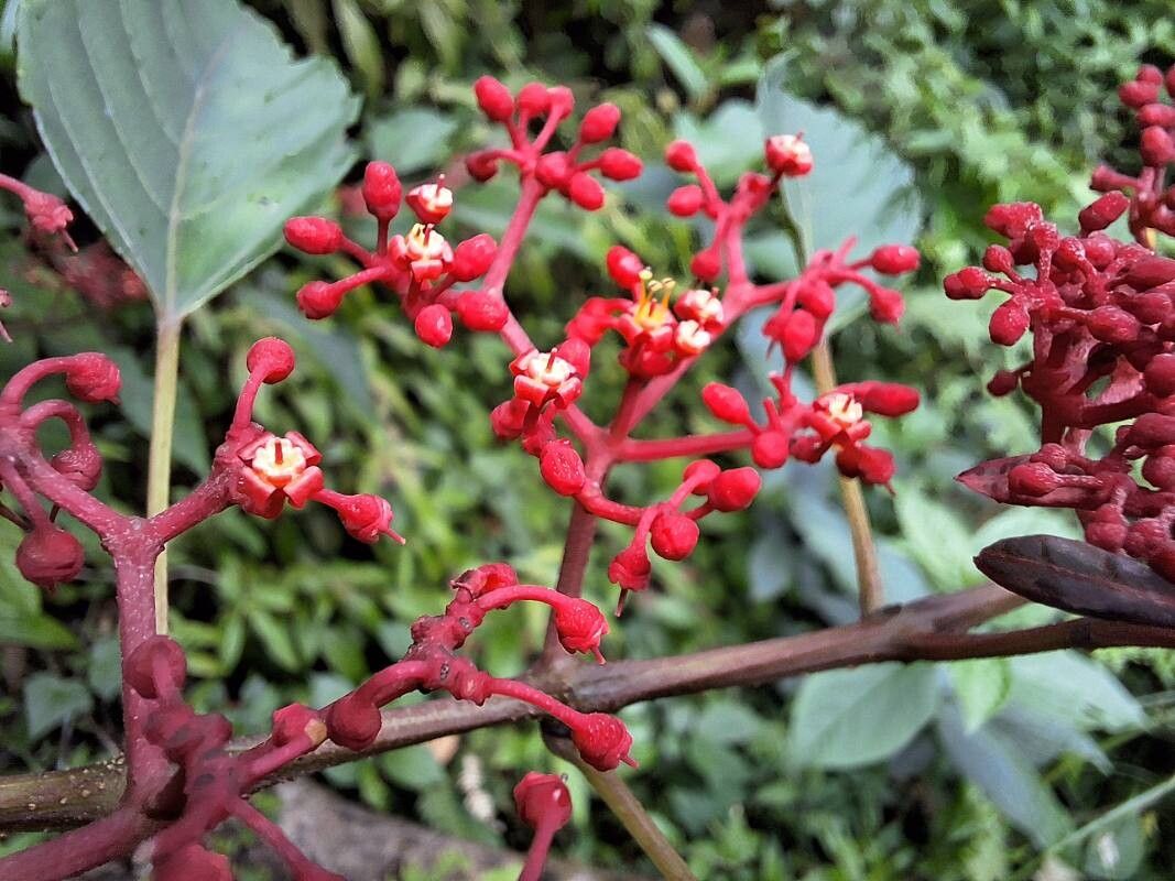Cissus biformifolia flower