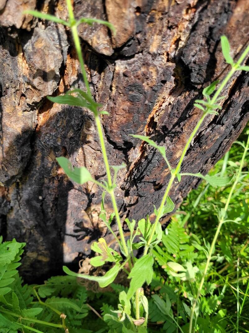 Veronica porphyriana — houseplant care guide