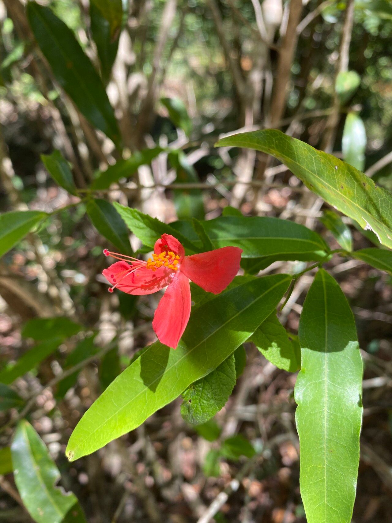 Hibiscus ferrugineus — houseplant care guide