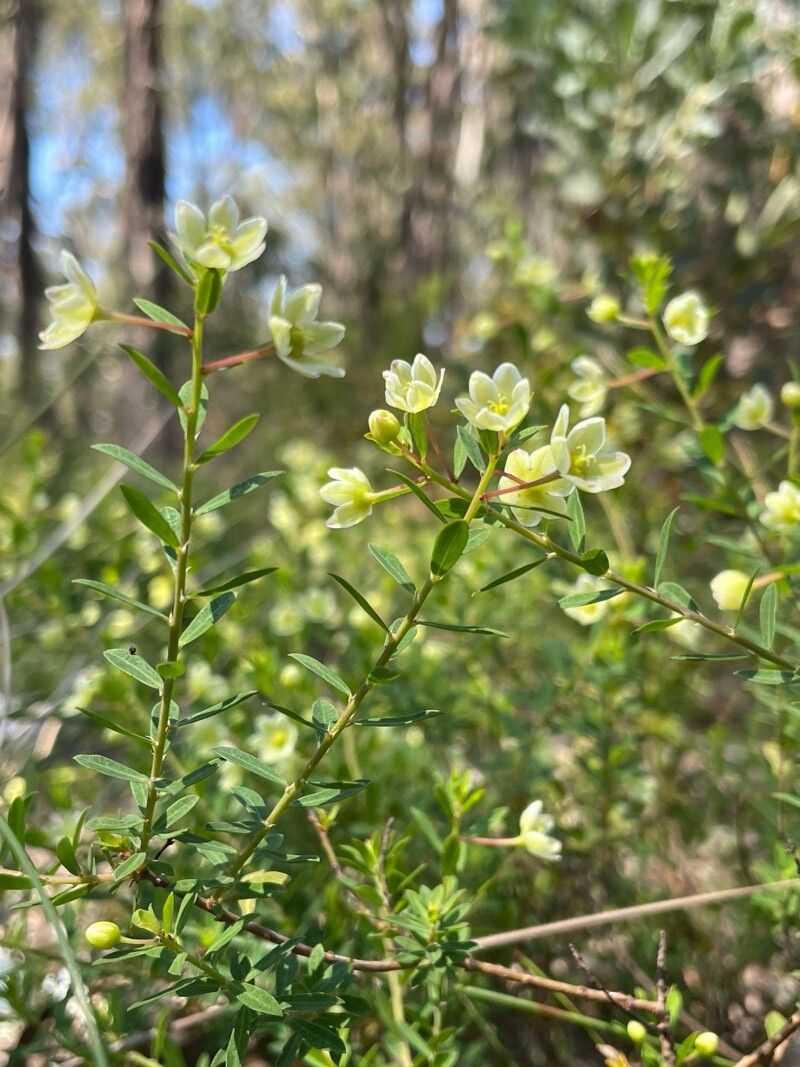 Phyllanthus calycinus habit