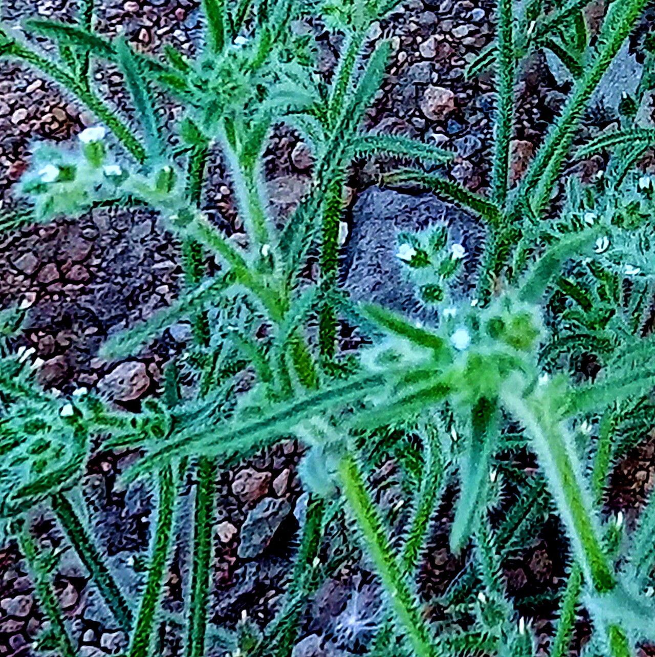 Johnstonella parviflora — search result for 'Johnstonella'